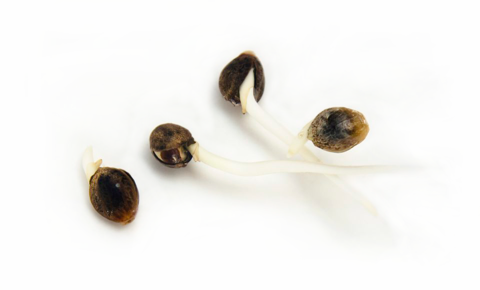 сколько всходят семена марихуаны