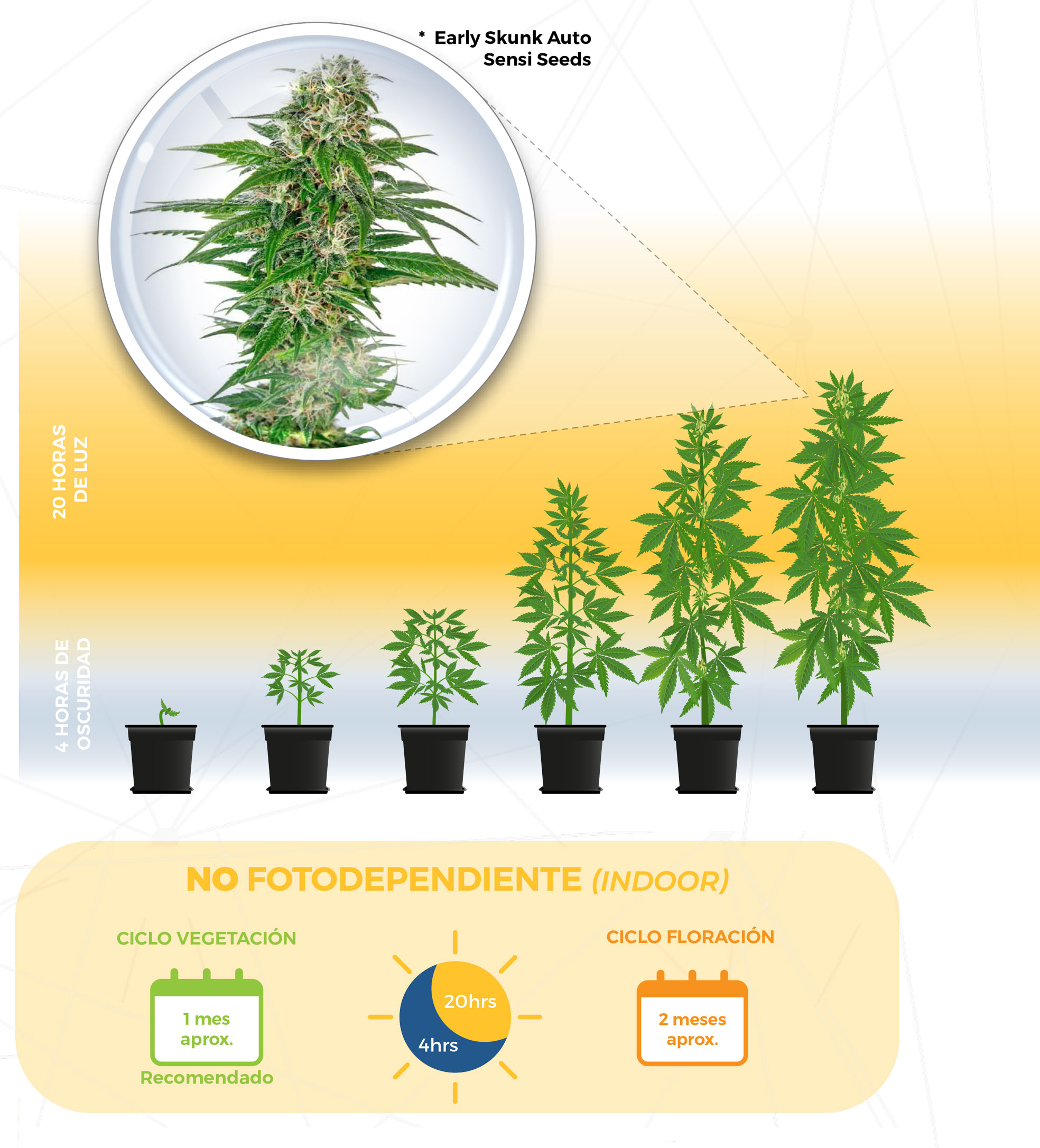 Tipos de semillas de cannabis
