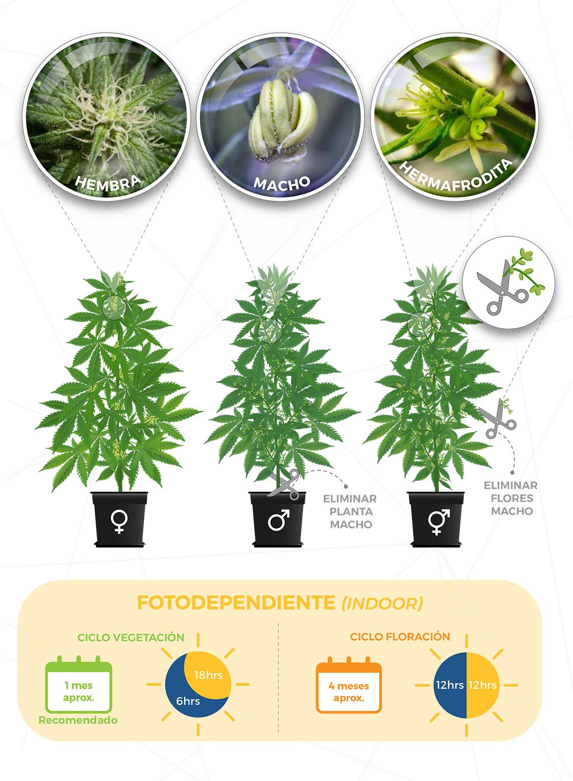 Tipos de semillas de cannabis