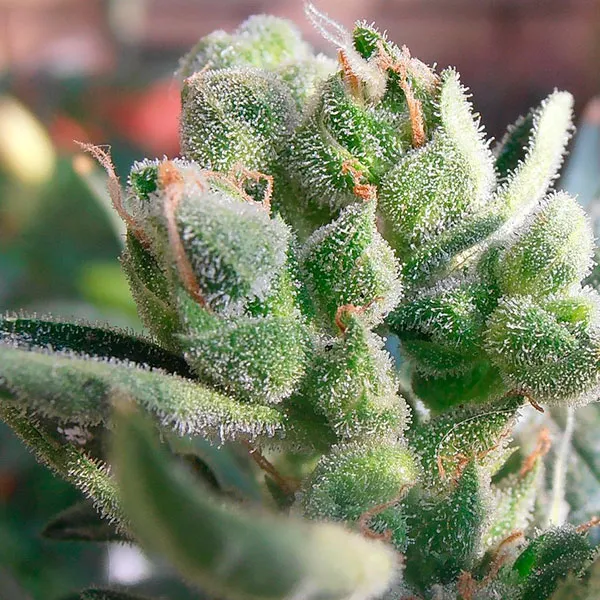 Auto White Widow Nutra Seeds