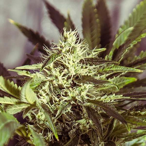 Comprar White Widow Semillas de Cannabis-Nutra-Seeds