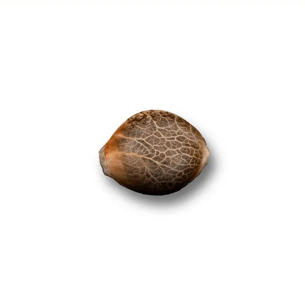 White Widow Semillas de Cannabis-Nutra-Seeds