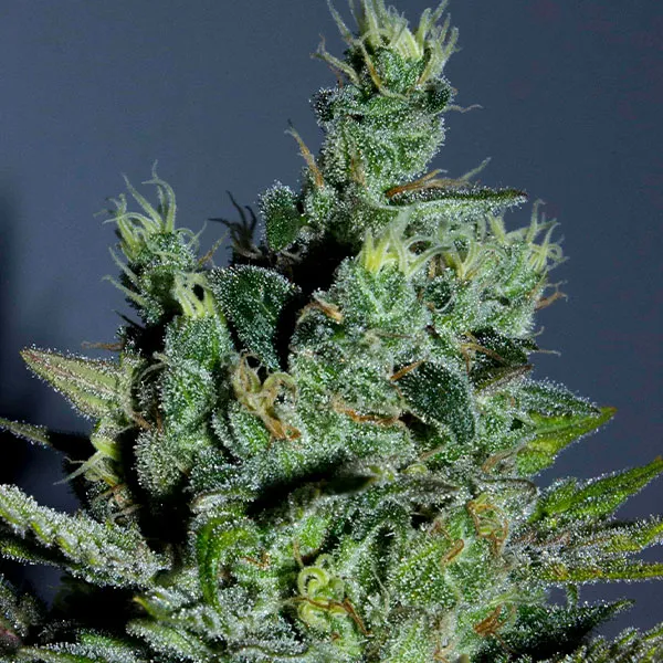 Comprar Yumbolt Semillas de Cannabis-Nutra-Seeds