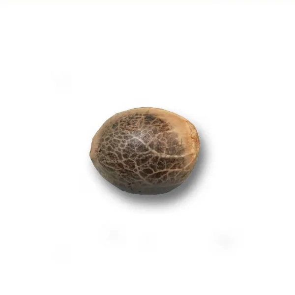 Yumbolt Nutra-Seeds