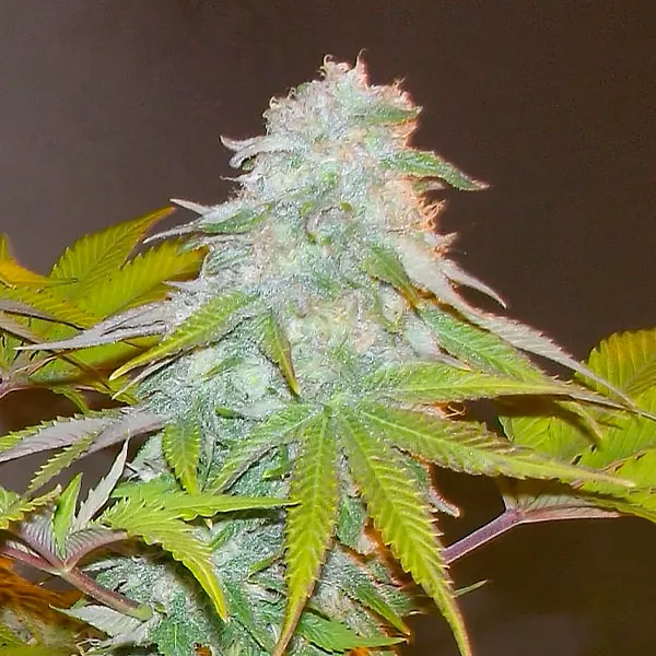 SOMANGO CRITICAL