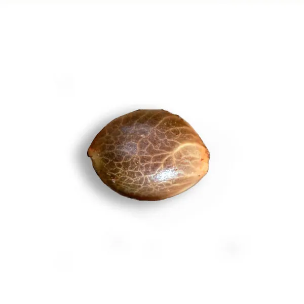 Alternative view of SOMANGO CRITICAL