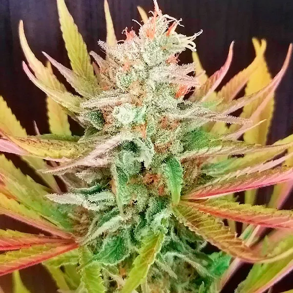 SOMANGO