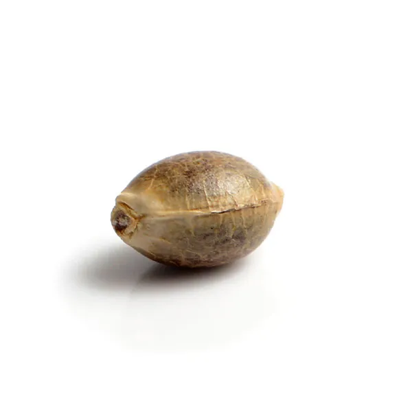 Alternative view of SKUNK
