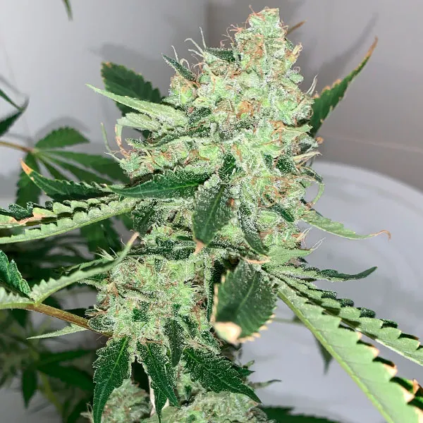 SOUR DIESEL
