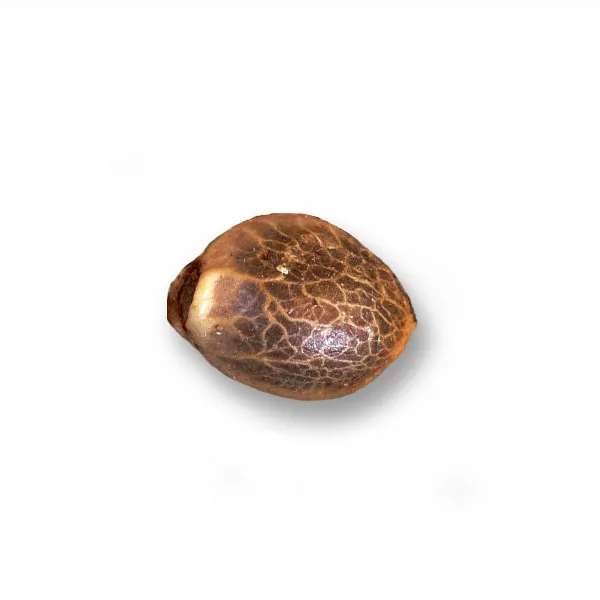 Alternative view of SOUR DIESEL