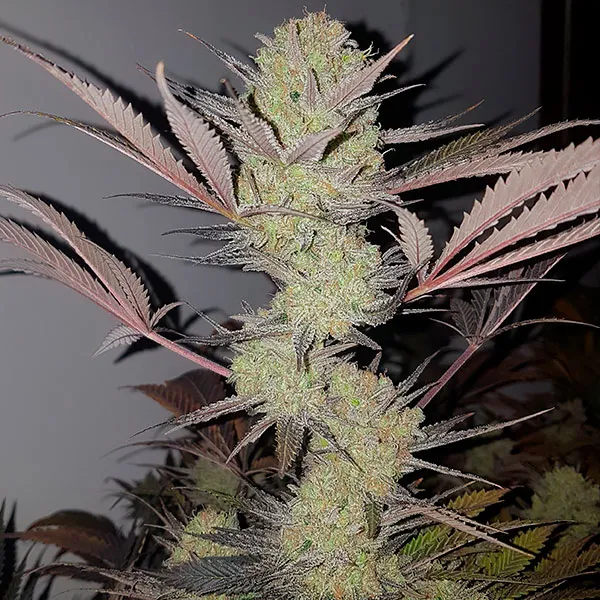 SUGAR BLACK ROSE