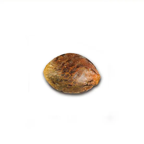 Alternative view of SUGAR BLACK ROSE