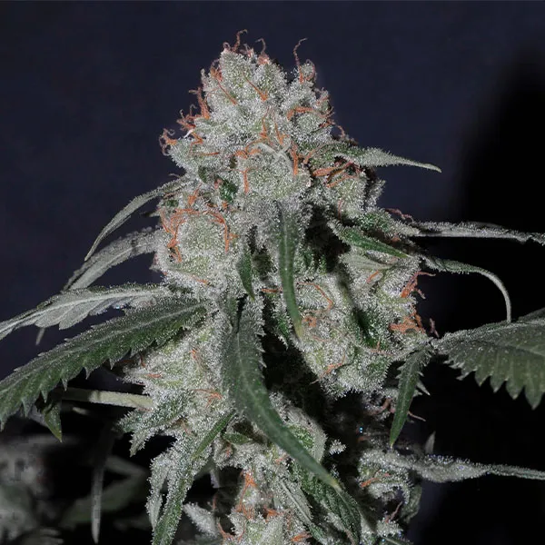 SUPER LEMON HAZE