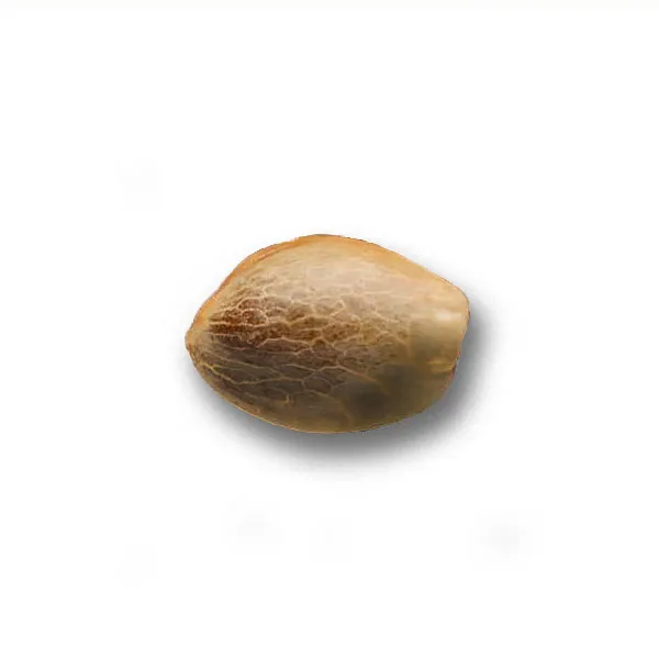 Alternative view of SUPER LEMON HAZE