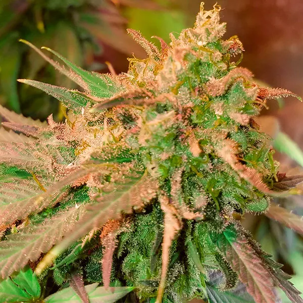 SUPER SILVER HAZE