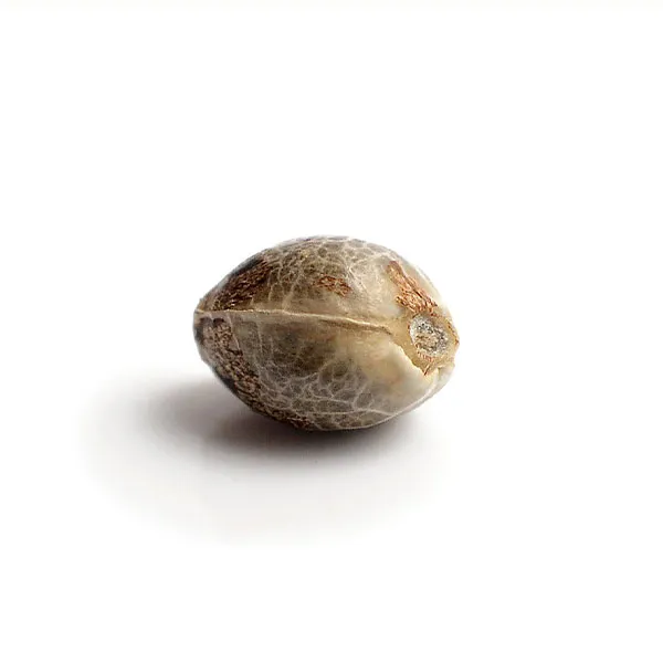 Alternative view of SUPER SILVER HAZE