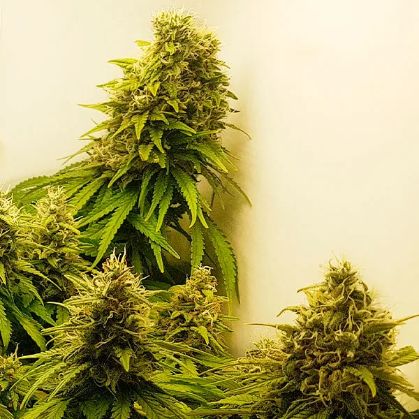 SUPER SKUNK