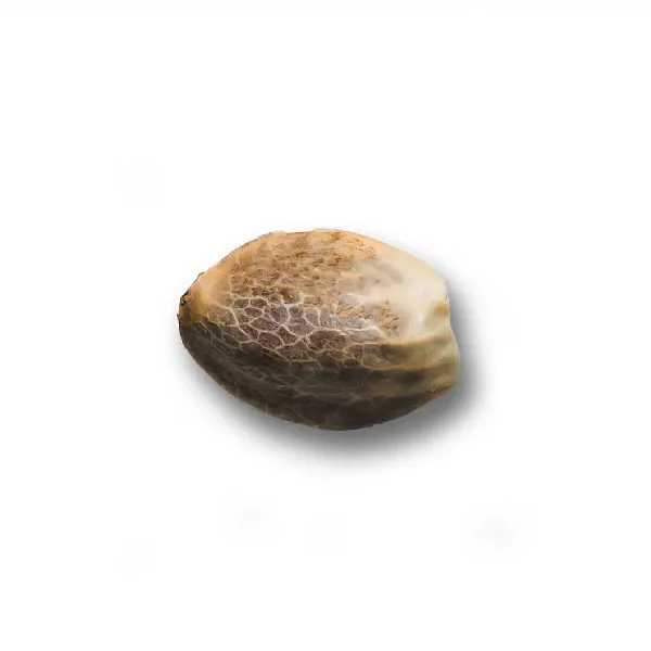Alternative view of SUPER SKUNK