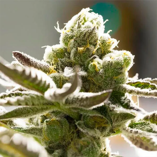 TANGIE AUTO