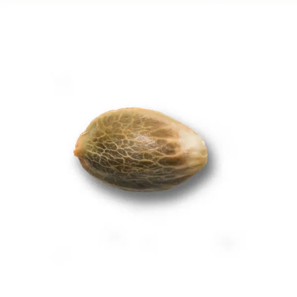 Alternative view of TANGIE AUTO