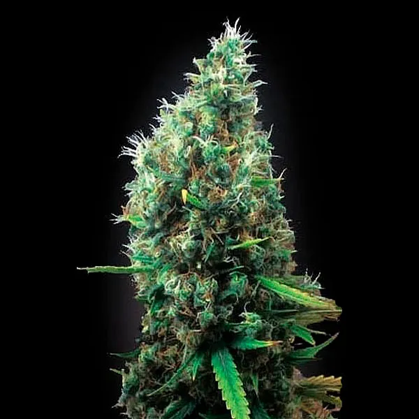 Semillas de Cannabis Tijuana Nutra-Seeds