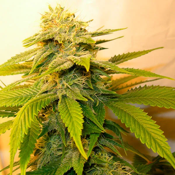 Semillas de Cannabis White Russian-Nutra-Seeds