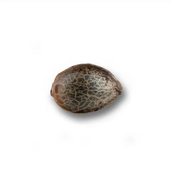 Alternative view of WHITE RUSSIAN