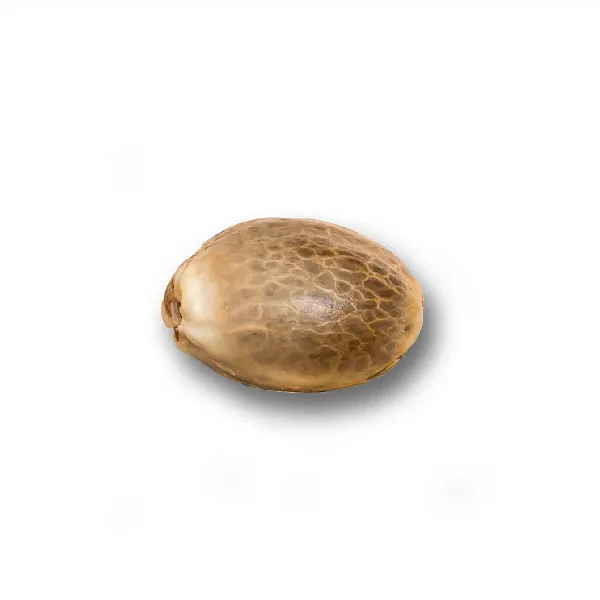 Alternative view of WHITE SUPER SKUNK