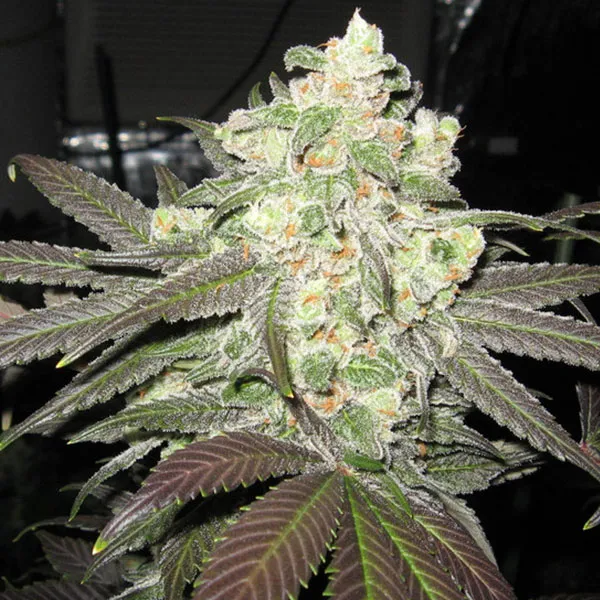 Comprar White Super Skunk Semillas de Cannabis-Nutra-Seeds