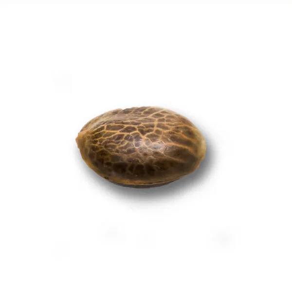 Alternative view of WHITE WIDOW AUTO