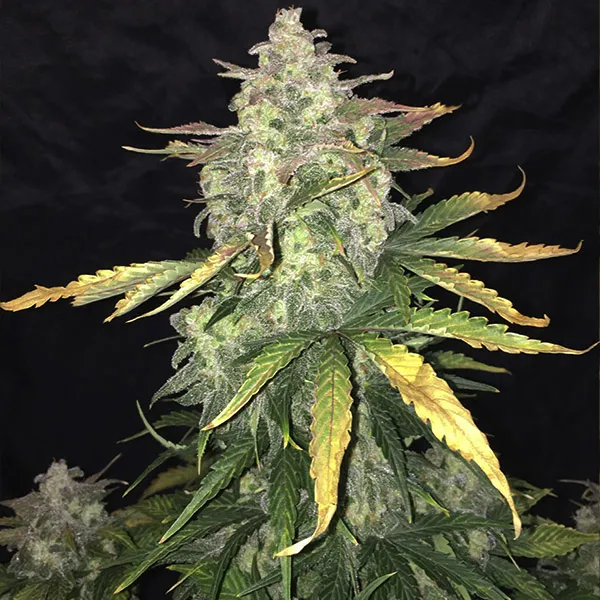 HAZE XXL AUTO