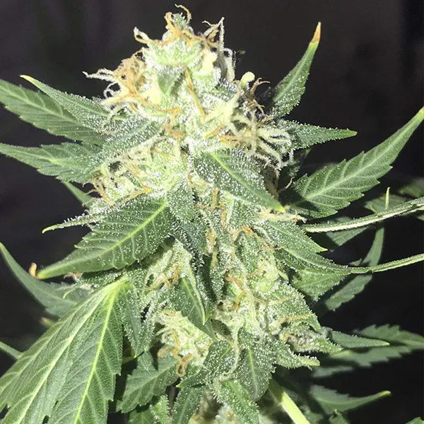 JACK HERER AUTO