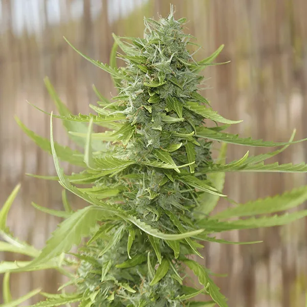 LEMON HAZE AUTO