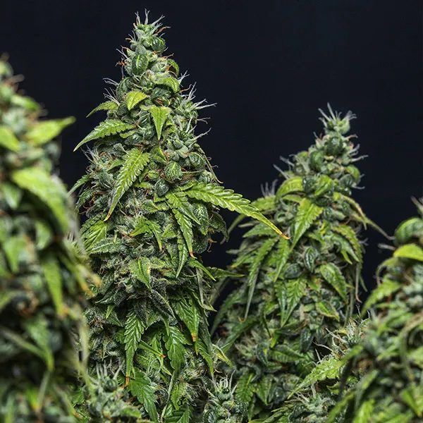 MAGNUM AUTO