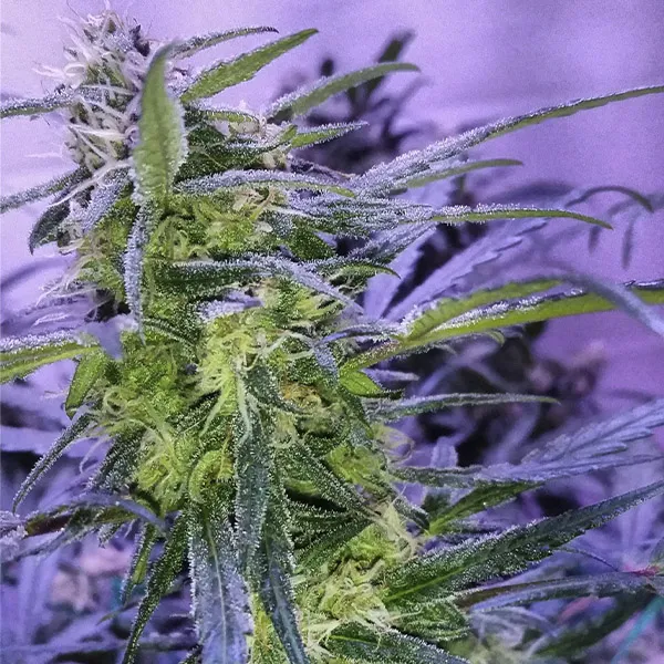 MANDARINA AUTO