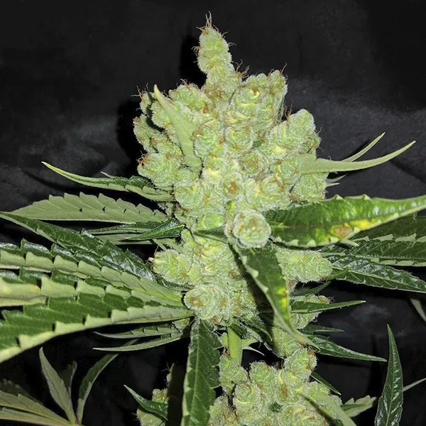 MOBY DICK