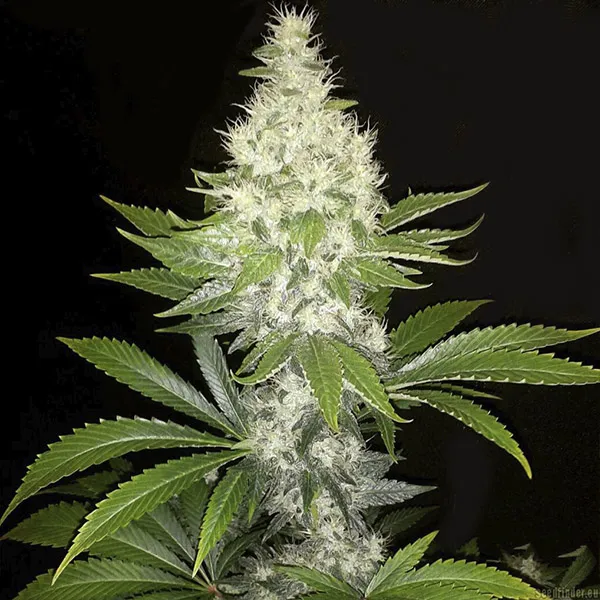 NY DIESEL