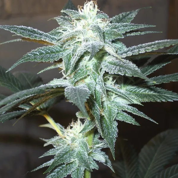 NYС DIESEL AUTO