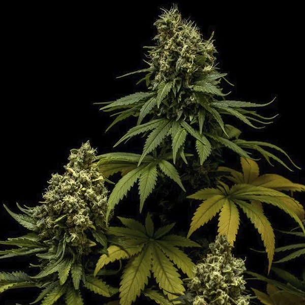NORTHERN LIGHTS X CRITICAL