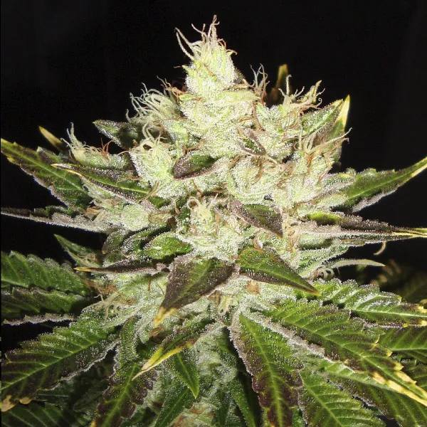 NORTHERN LIGHTS X SKUNK