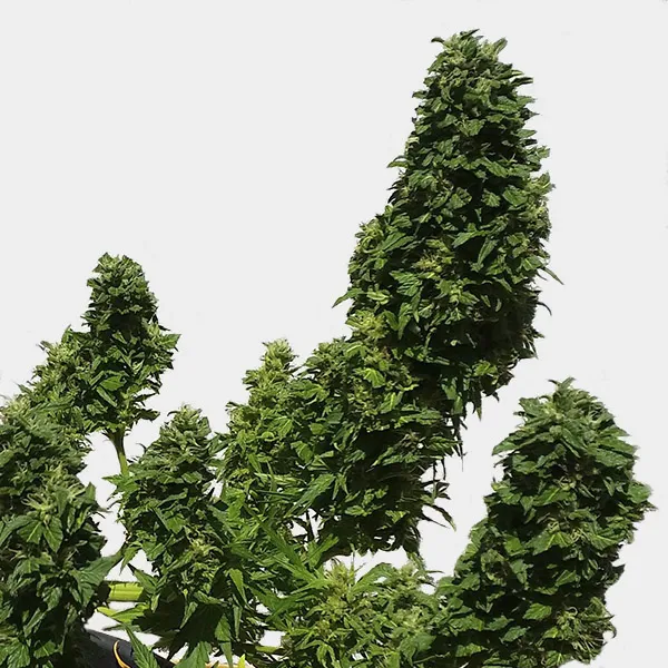 NORTHERN LIGHTS AUTO