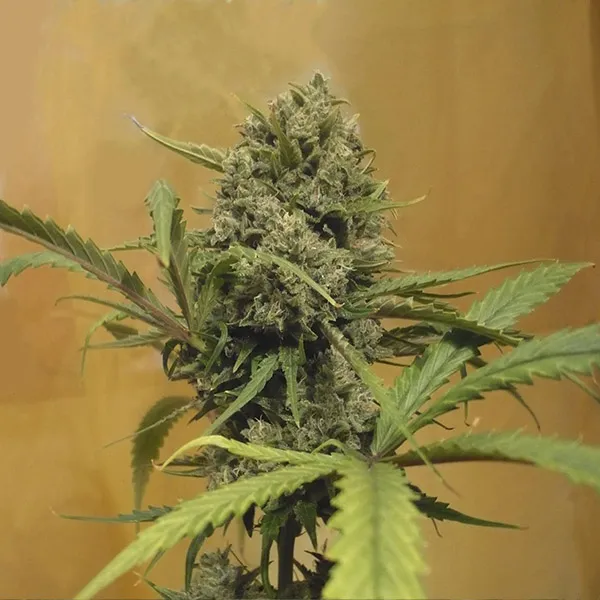 NORTHERN LIGHTS FAST