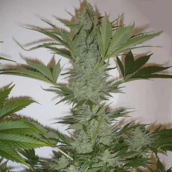 NORTHERN LIGHTS