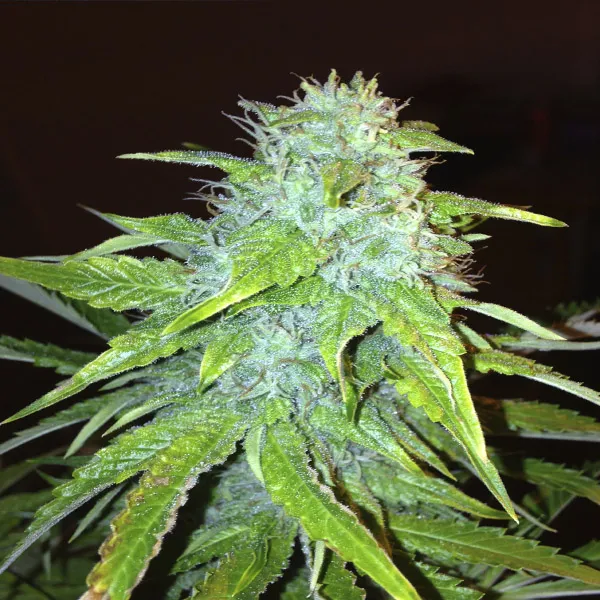 OG KUSH