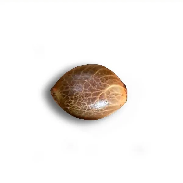 Alternative view of ORIGINAL AMNESIA