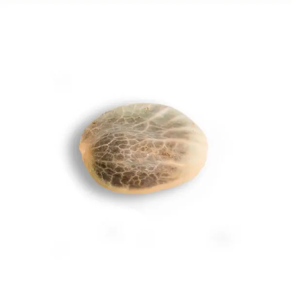 Alternative view of ROSETTA STONE