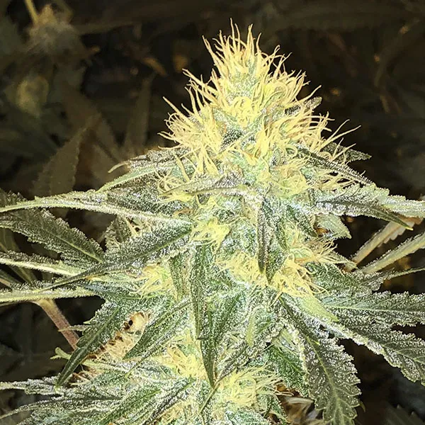 SHISKABERRY