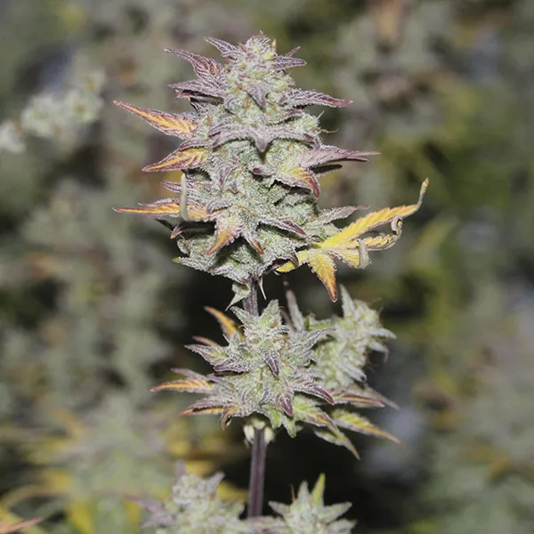 SKUNK AUTO