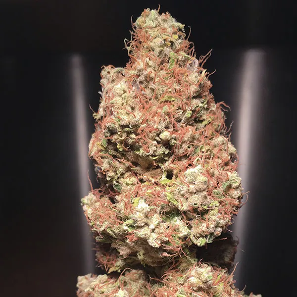 SKUNK