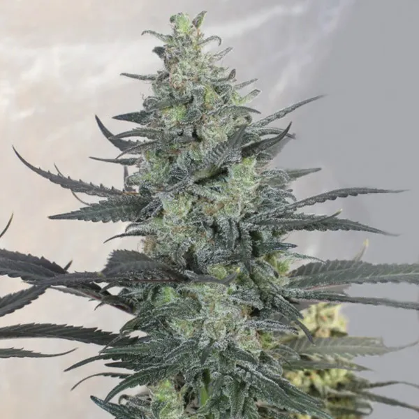THUNDER HAZE CBD